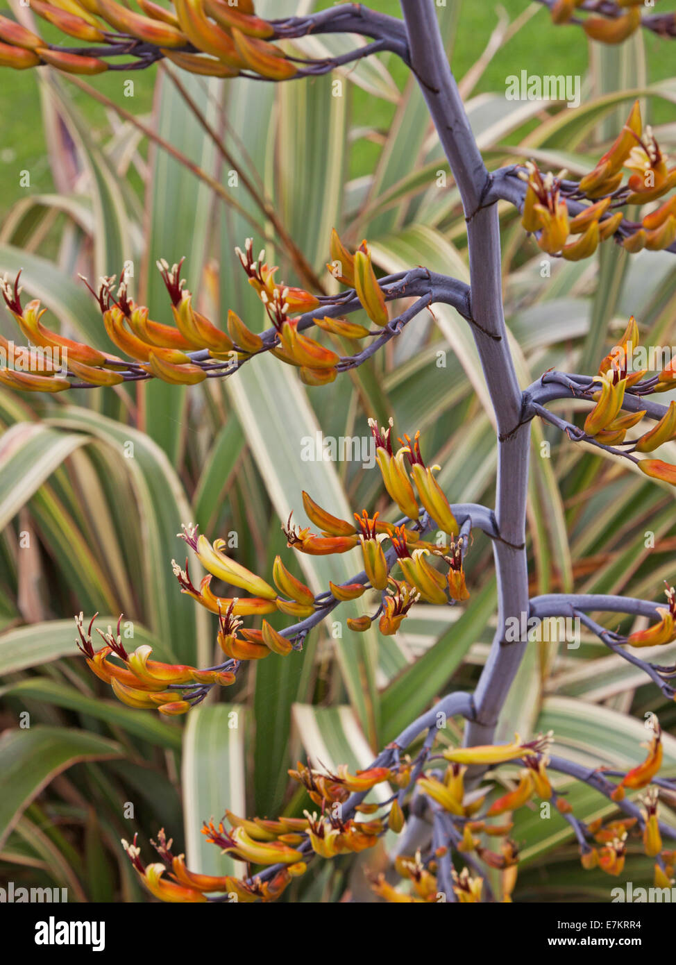 Phormium fleurs d'une plante connue sous le nom de lin de Nouvelle-Zélande Banque D'Images