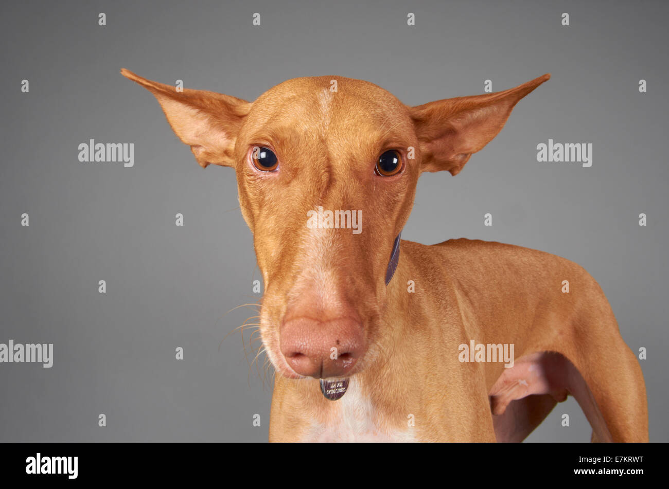 Barron le chien d'Ibiza Banque D'Images