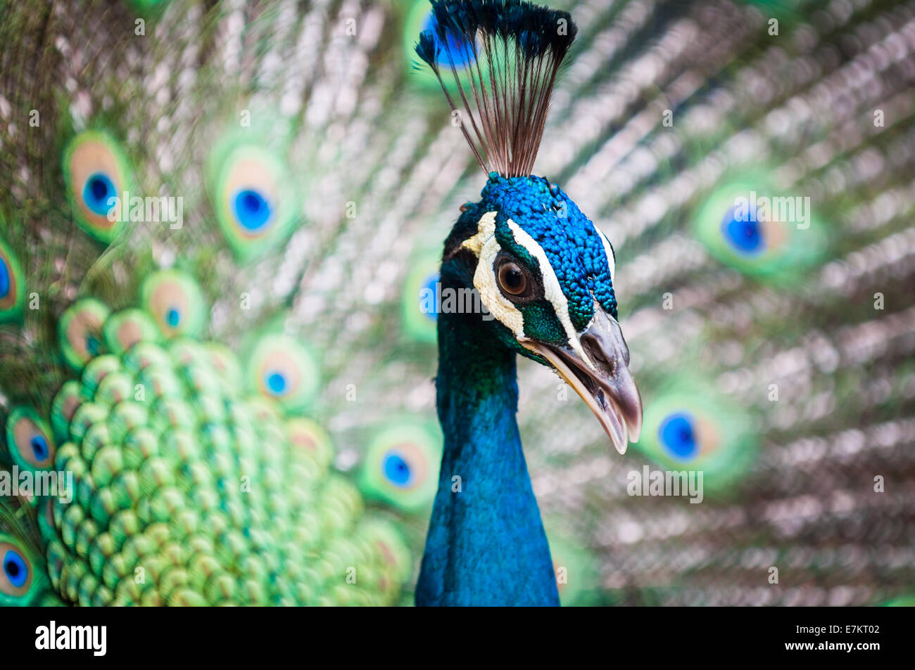 Un paon indien (Pavo cristatus) à KL Bird Park à Kuala Lumpur, Malaisie. Banque D'Images