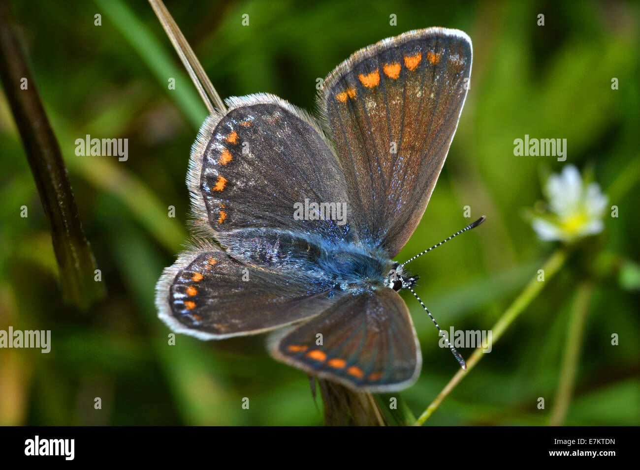 Papillon bleu commun, UK Banque D'Images