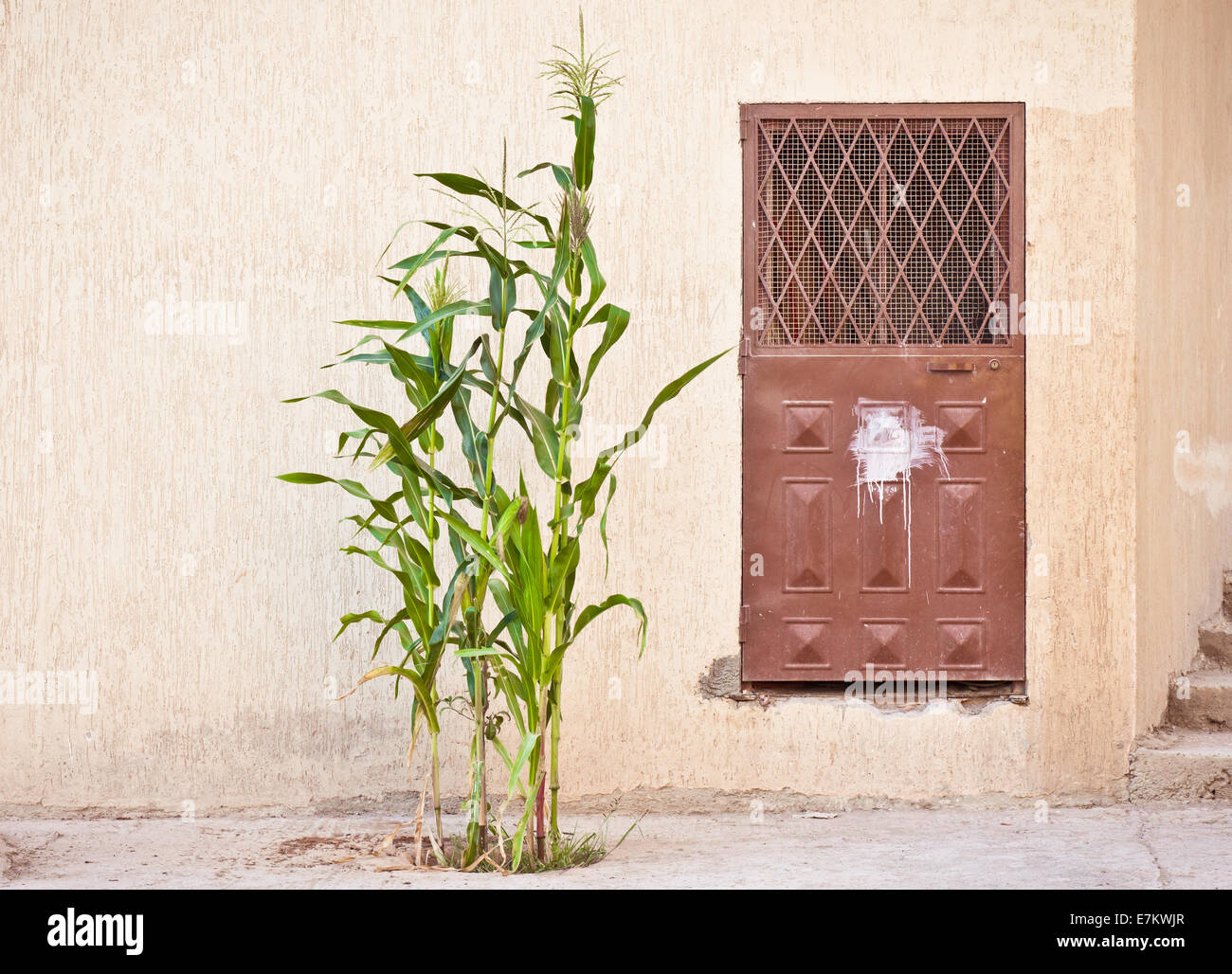 Un gworing plante de maïs à l'extérieur d'une maison au Maroc Banque D'Images