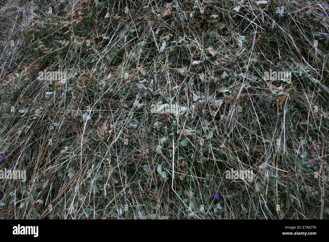 Foin pile background, Close up Banque D'Images