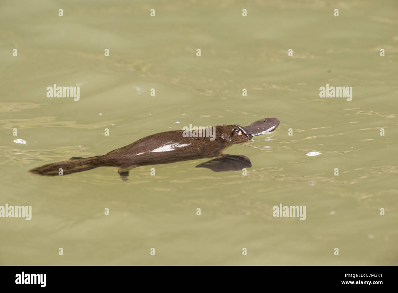 Stock photo d'un ornithorynque flottant dans une piscine dans un ruisseau sur le plateau d'Atherton, Queensland, Australie Banque D'Images