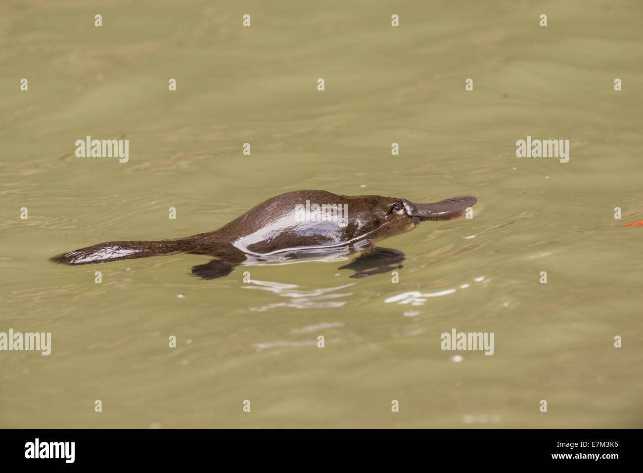 Stock photo d'un ornithorynque flottant dans une piscine dans un ruisseau sur le plateau d'Atherton, Queensland, Australie Banque D'Images