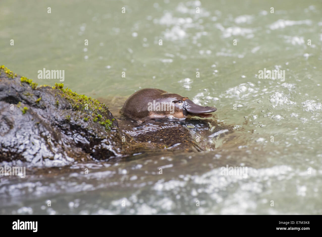 Stock photo d'un ornithorynque escalade hors de l'eau sur un rocher, Atherton Tablelands, Queensland, Australie Banque D'Images