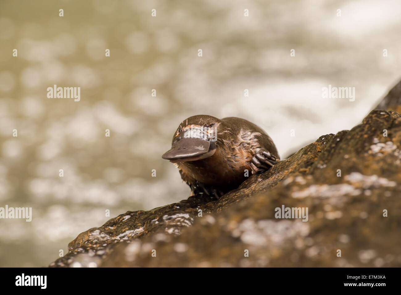 Stock photo d'un ornithorynque escalade hors de l'eau sur un rocher, Atherton Tablelands, Queensland, Australie Banque D'Images