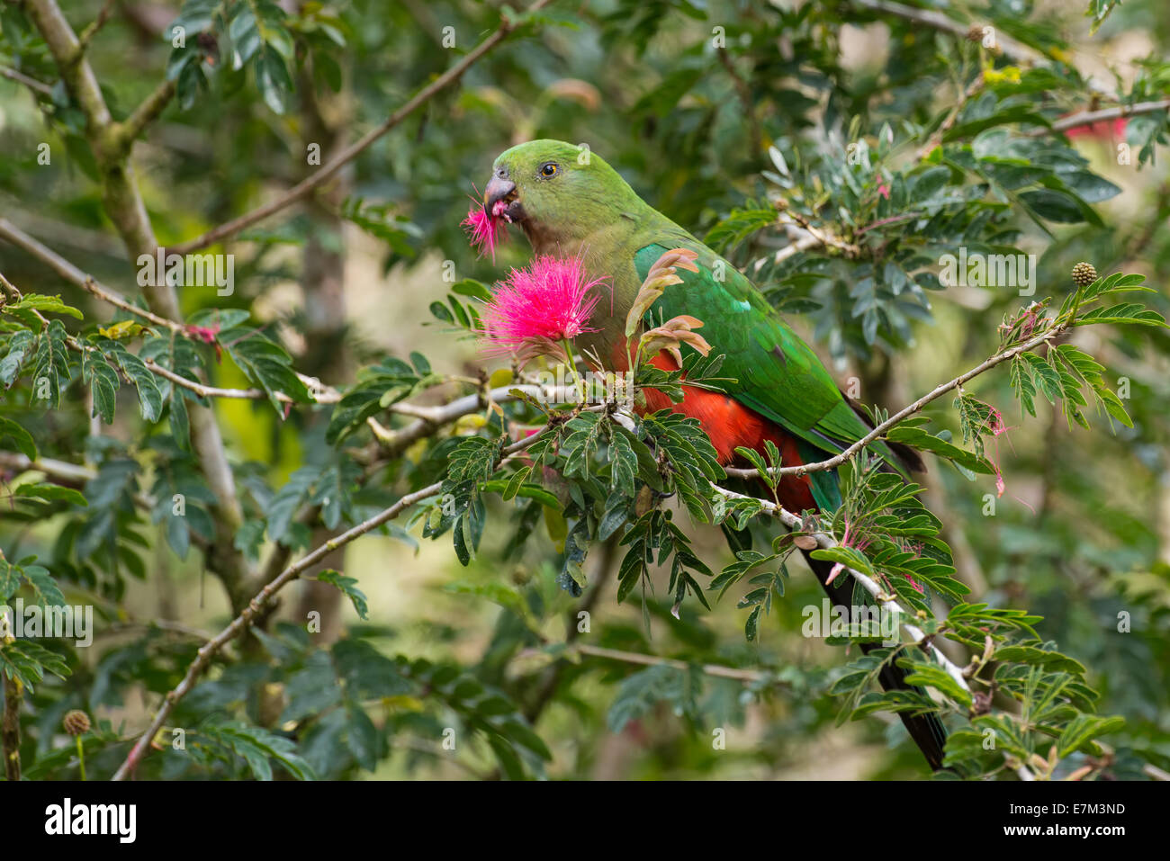 Australian king parrot, Atherton, de l'Australie. Banque D'Images