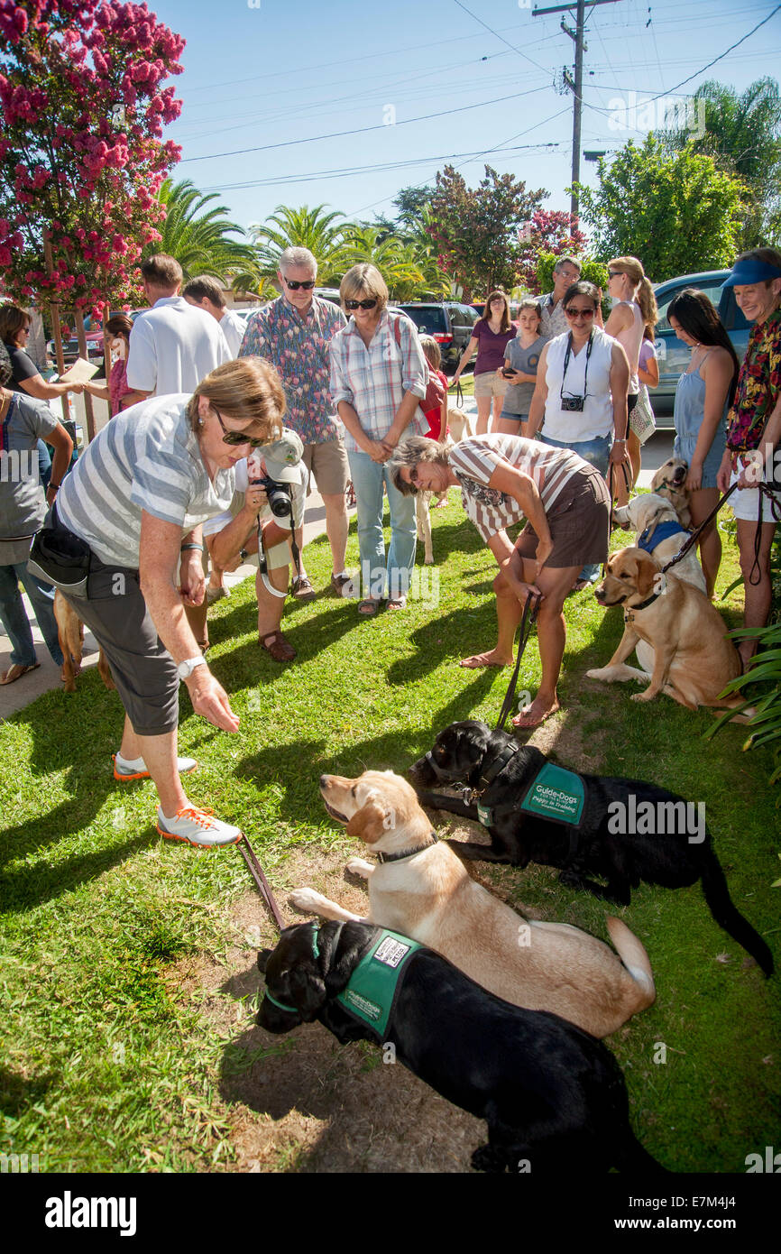 15 mois retrievers du Labrador pure race, de tirer une foule appréciative dans sur une pelouse, à mi-chemin City, CA, en attendant d'être transportés par des chiens d'Aveugles pour la formation finale comme chiens-guides. Remarque chien-guide des vestes. Banque D'Images