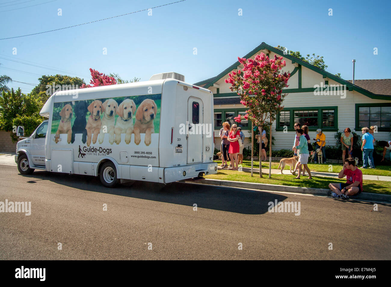 L'exécution du Labrador pure race, un chiot chiots 'camion' de l'organisation Guide Dogs for the Blind arrive à Midway City, CA, pour offrir aux chiots de race labrador retriever foyer adoptif pour la formation comme chiens-guides. Après 15 mois, ils sont retournés fo Banque D'Images