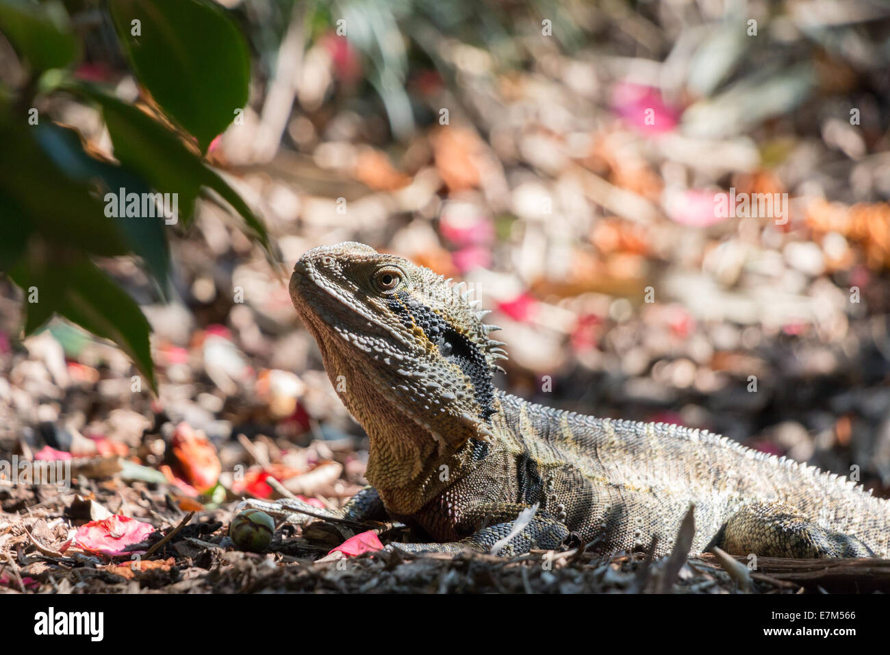 Assis dans le feuillage de l'iguane Banque D'Images