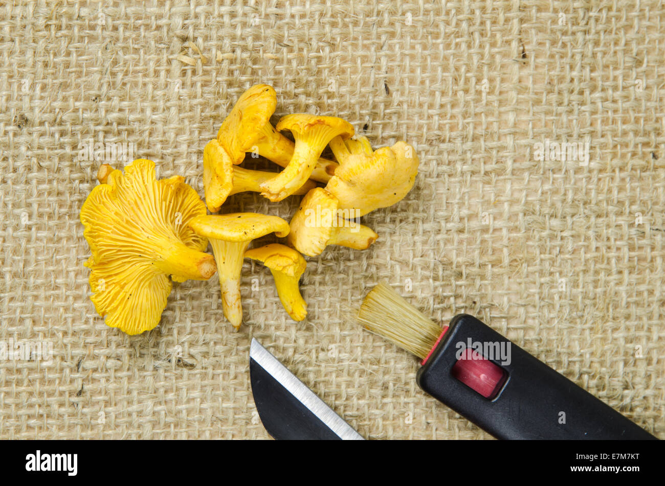 Chanterelles fraîches avec équipement de préparation à une surface de toile Banque D'Images