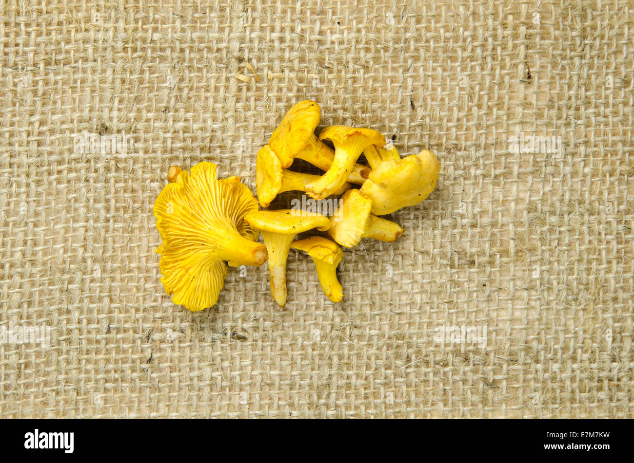 Golden a une surface rugueuse à girolles Banque D'Images