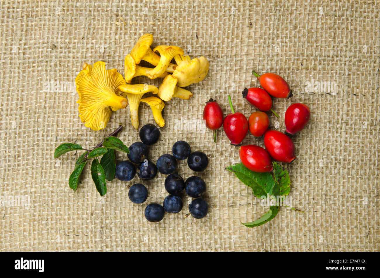 Champignons frais cueillis, églantier et prunellier baies, légumes naturels sains Banque D'Images