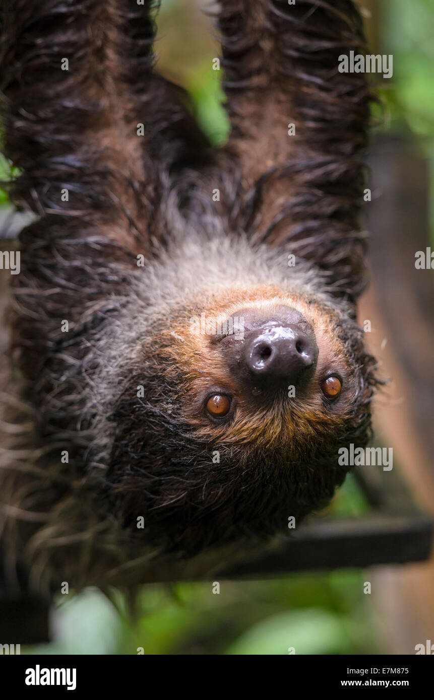 Deux-toed sloth dans la forêt Fragile enclos au Zoo de Singapour, Singapour Banque D'Images