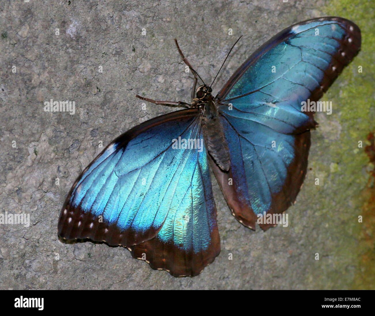 Morpho bleu tropical (Morpho peleides) sur un rocher moussu, montrant les extensions intérieures bleu Banque D'Images