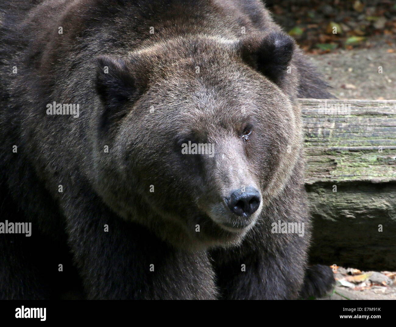 Eurasian ours brun (Ursus arctos arctos) gros plan de la tête et le museau Banque D'Images