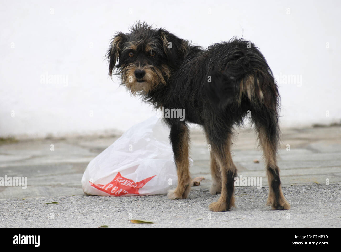 Rue de nourriture chien dans village grec Banque D'Images