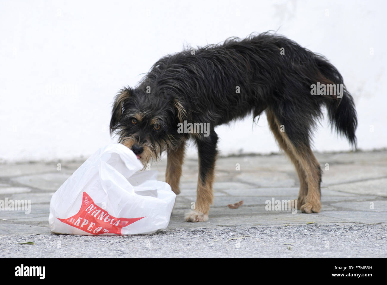 Rue de nourriture chien dans village grec Banque D'Images