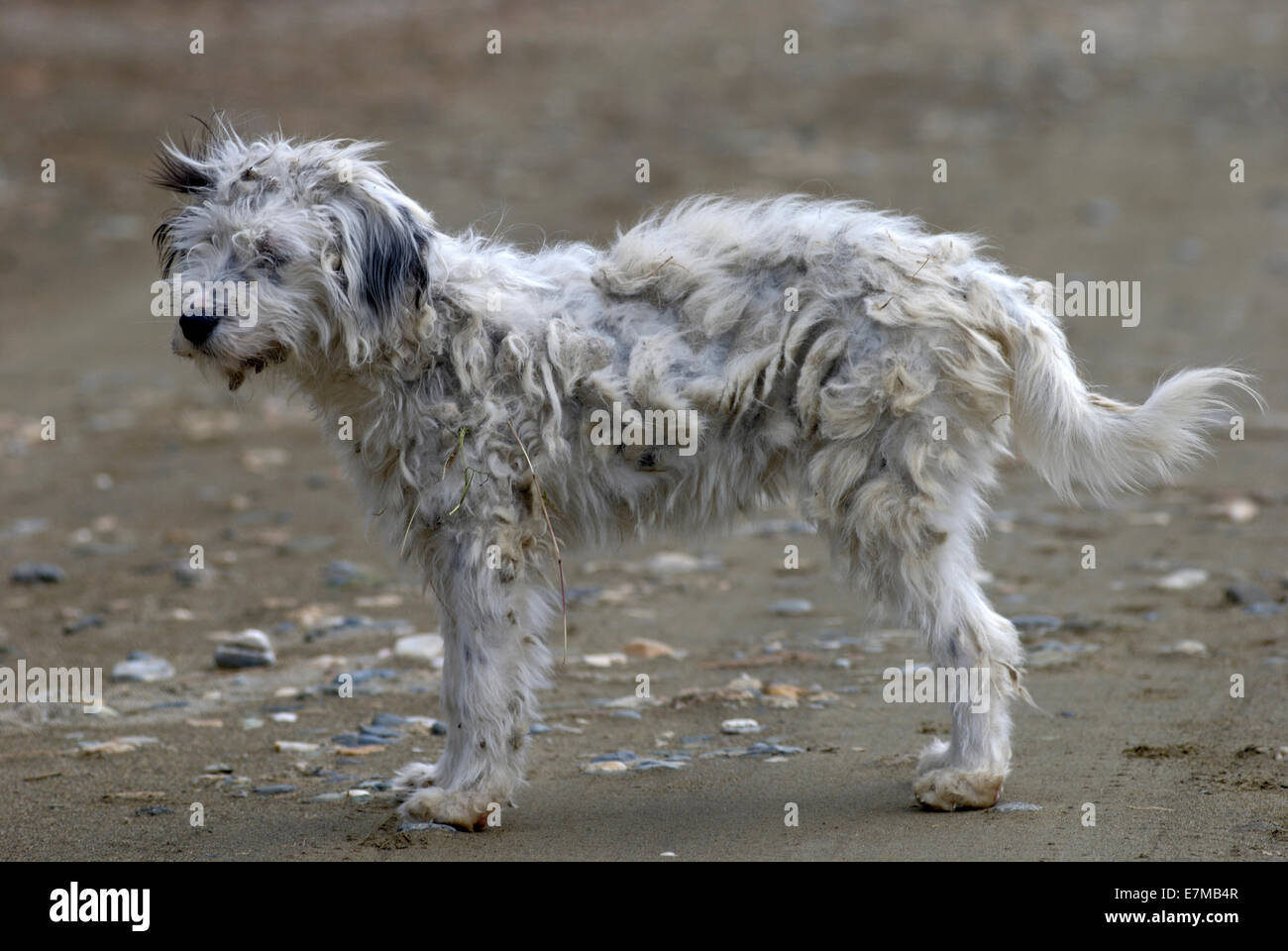 Portrait d'un chien errant avec fourrure emmêlée sur beach Banque D'Images