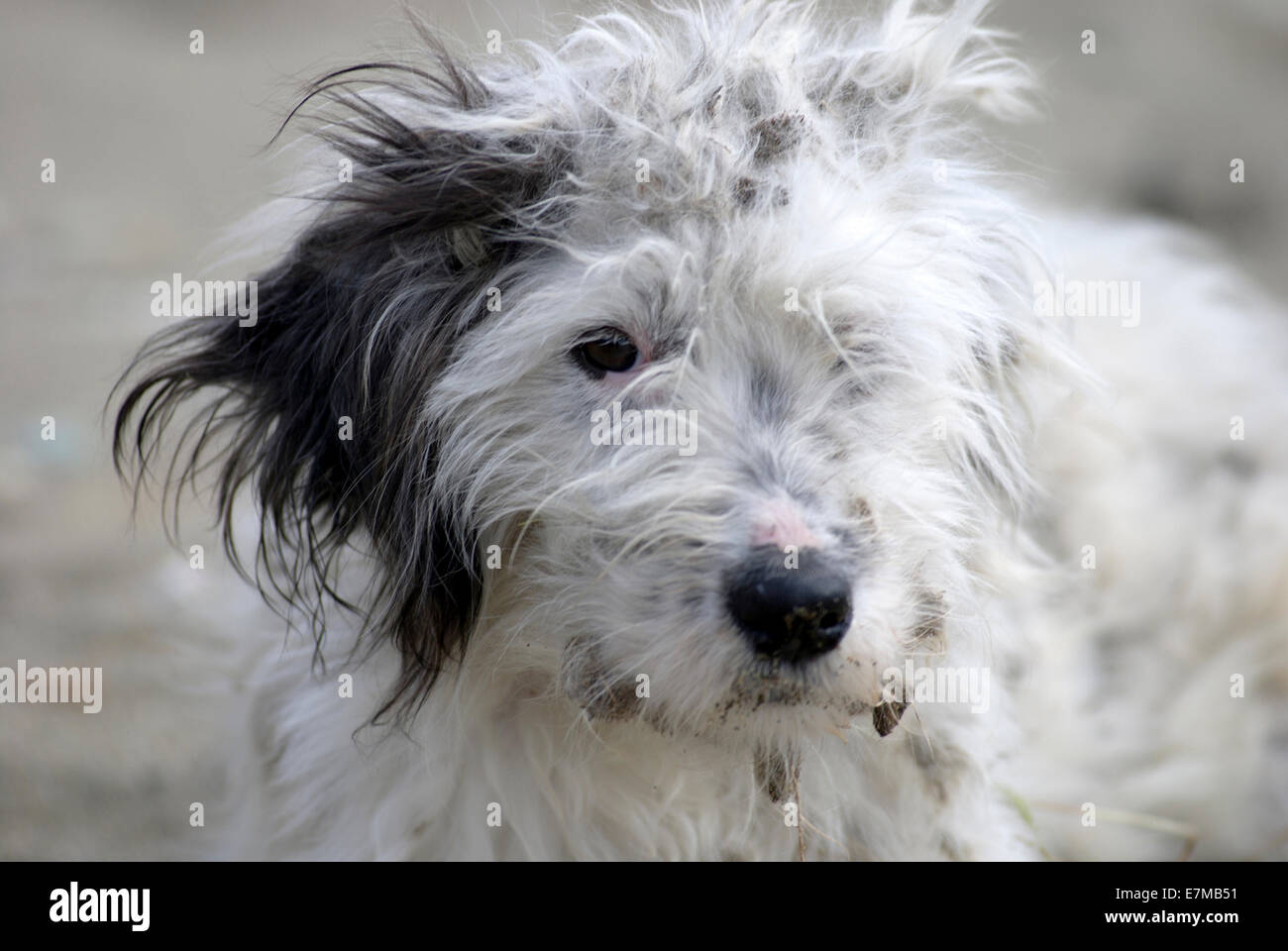 Portrait d'un chien errant avec fourrure emmêlée Banque D'Images
