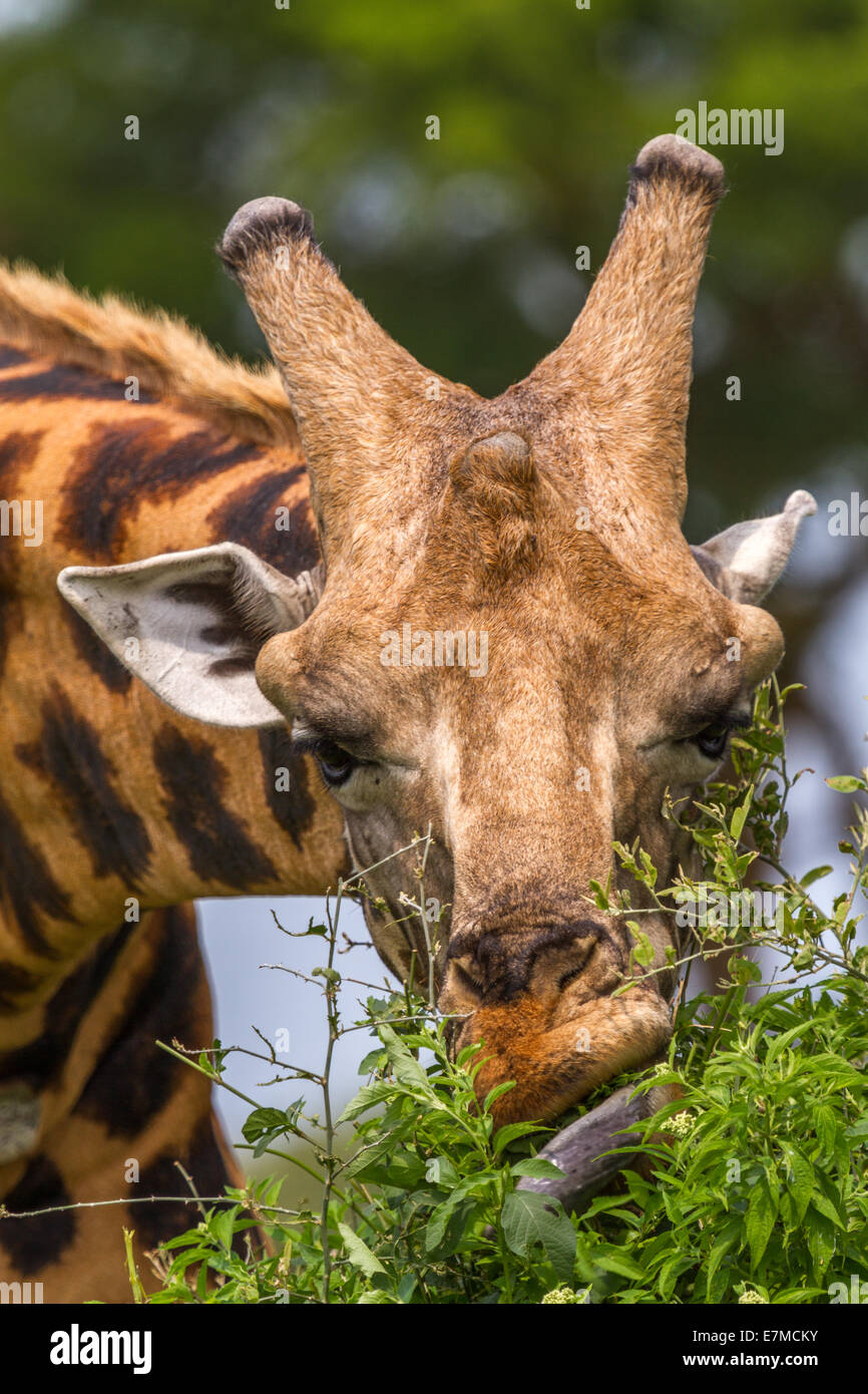 Une girafe de Rothschild s'étire un peu pour atteindre un repas frais. la girafe de Rothschild est l'une des plus menacées sous girafe Banque D'Images