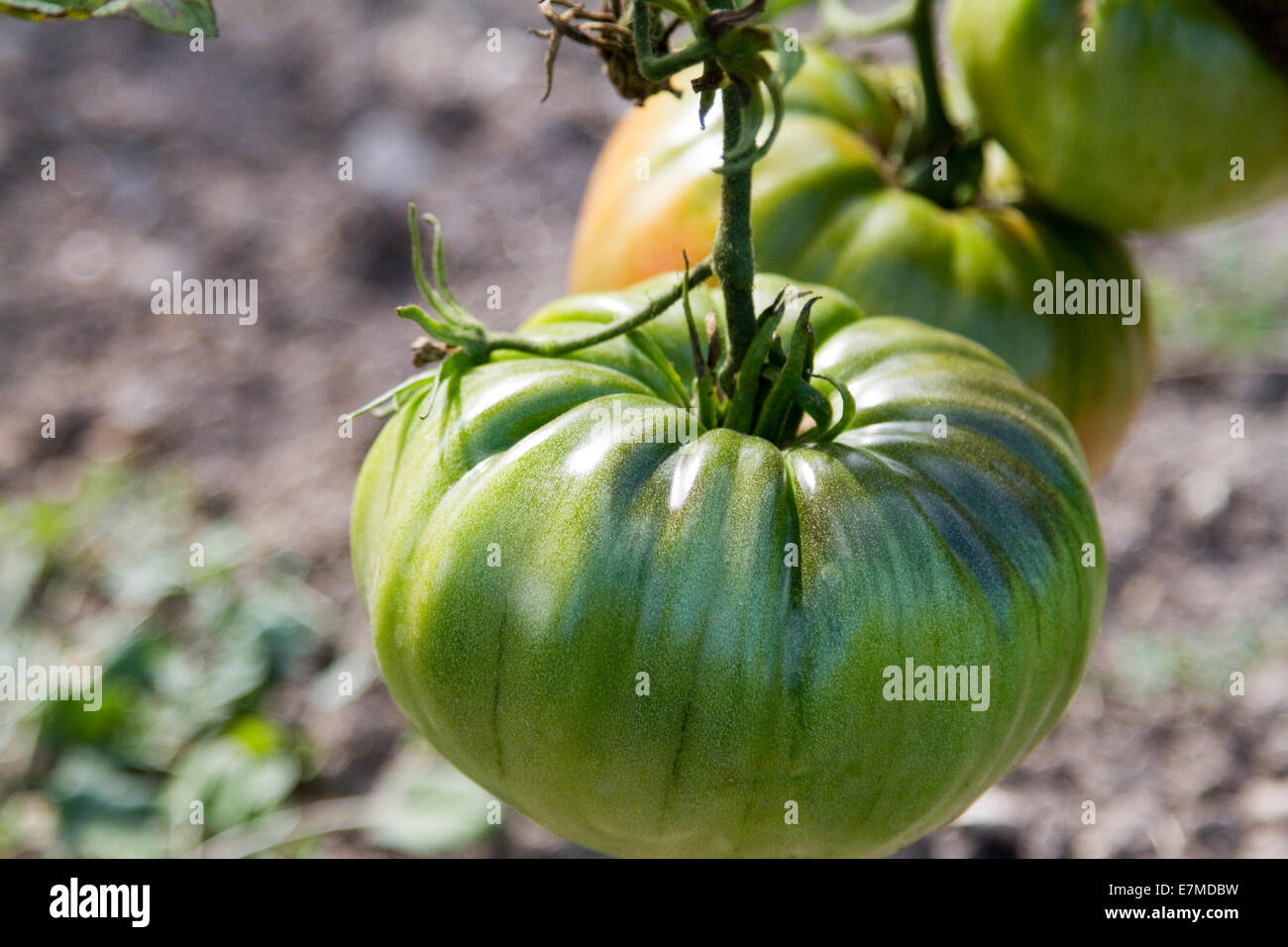 Plant de tomate verte biologique Banque D'Images