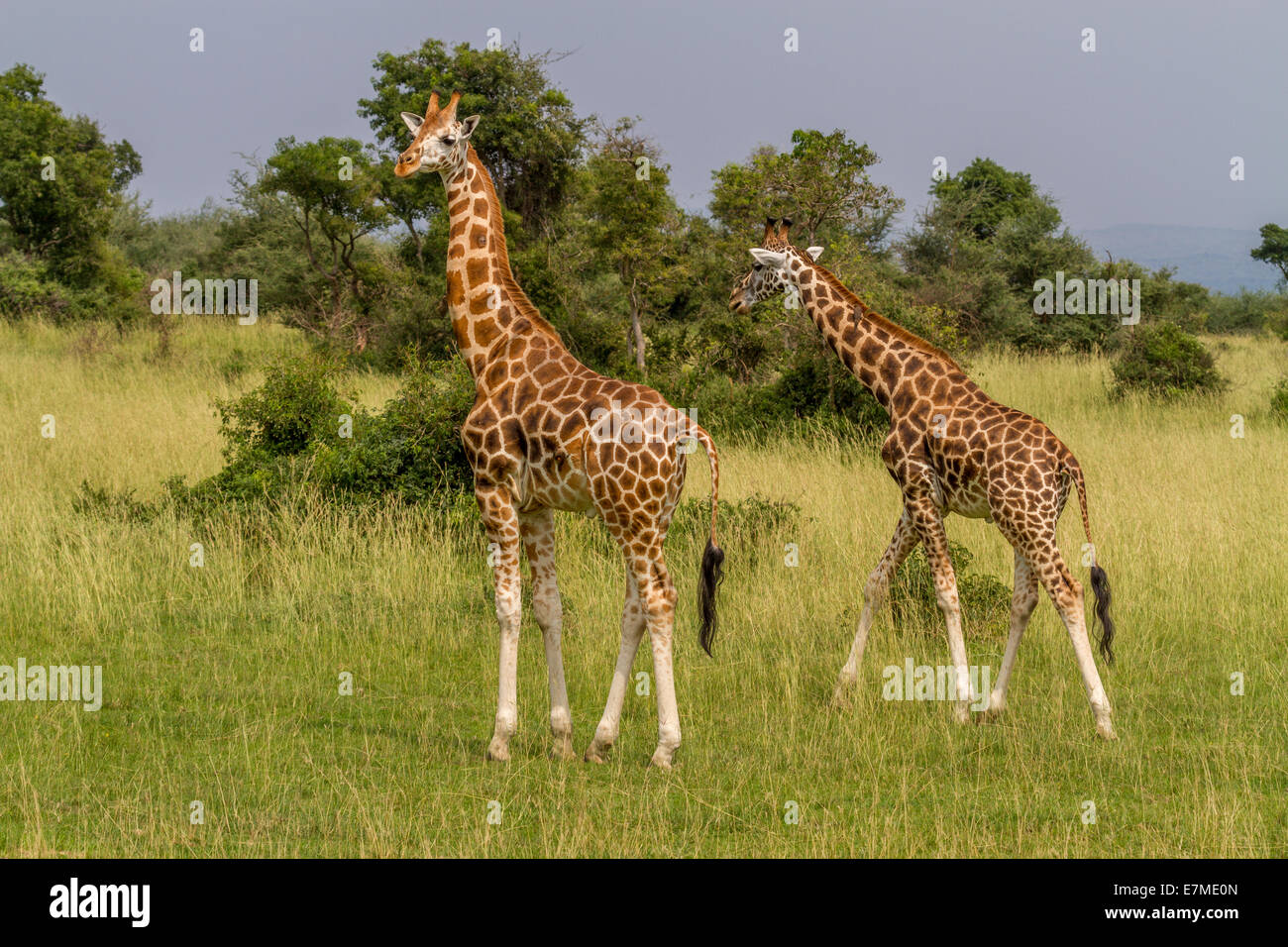 La girafe de Rothschild est l'une des plus menacées de sous-espèces de girafe. c'est aussi connu sous le nom de l'Ouganda ou girafe baringo Banque D'Images