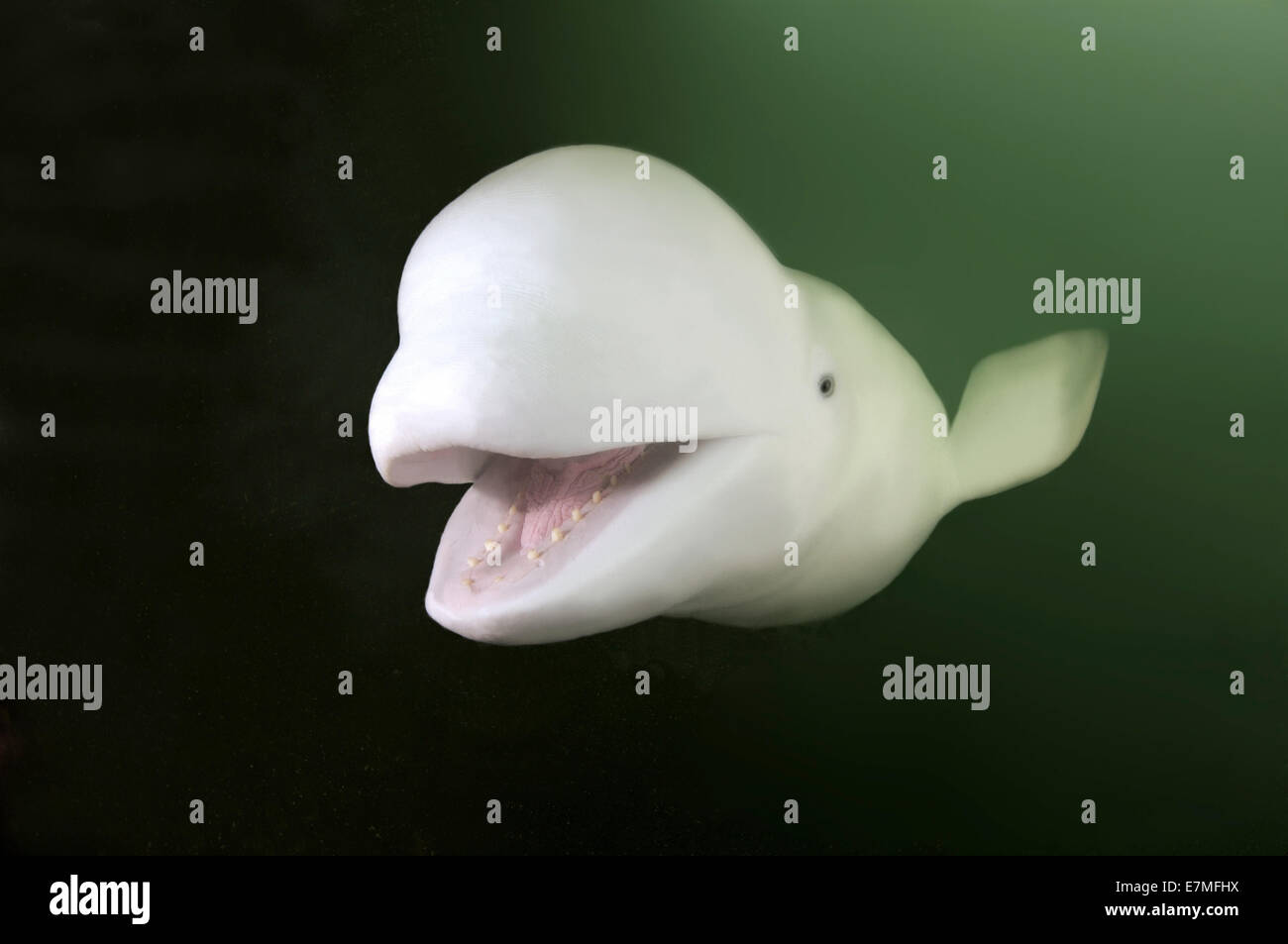 Le béluga, le béluga (Delphinapterus leucas) de la mer du Japon, Extrême-Orient, Primorsky Krai, Fédération de Russie Banque D'Images