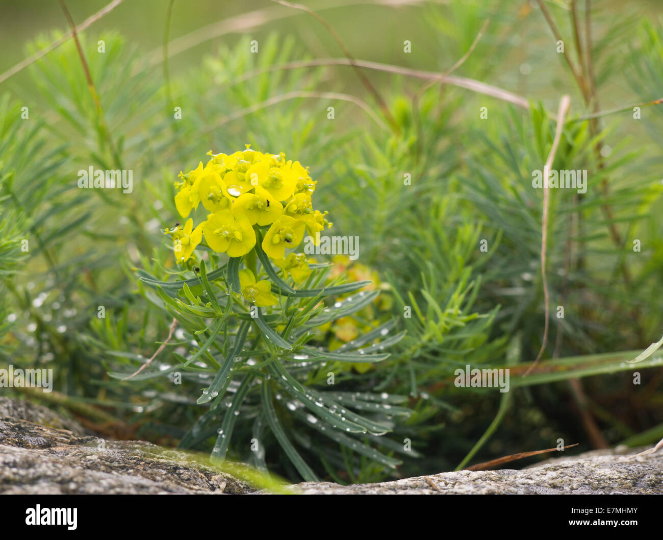 Euphorbia palustris, (Tithymalus palustris) Marais Euphorbia Stavanger Norvège Banque D'Images