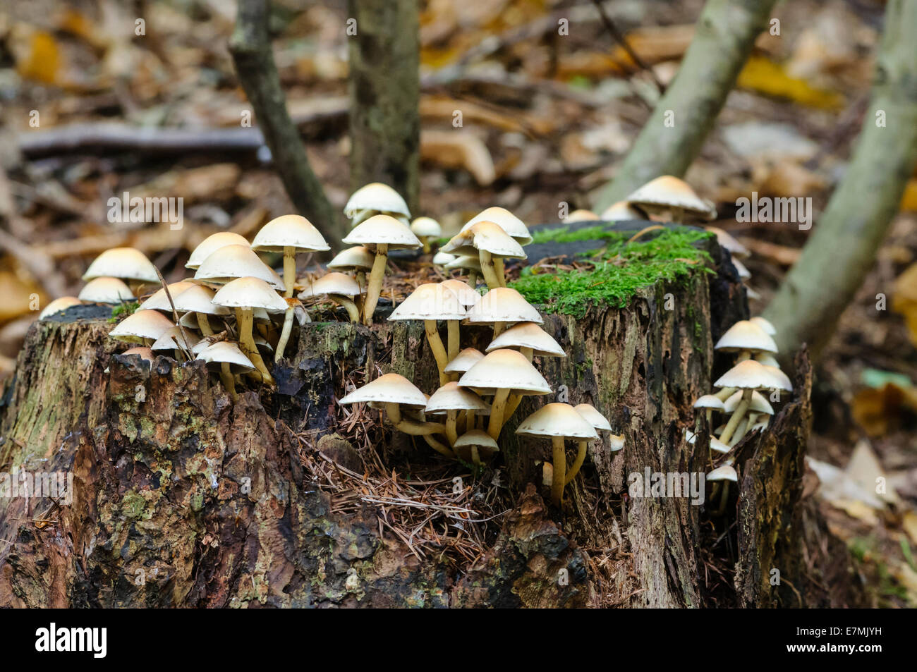 Touffe de soufre (Hypholoma fasciculare) en cluster, woodlover alias touffe de soufre, poussant sur une souche d'arbre Banque D'Images