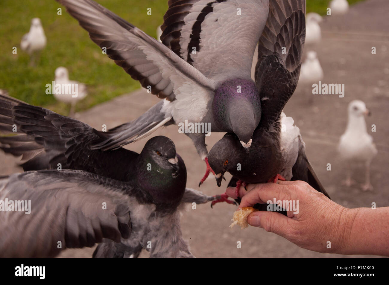 L'alimentation à la main les pigeons Banque D'Images