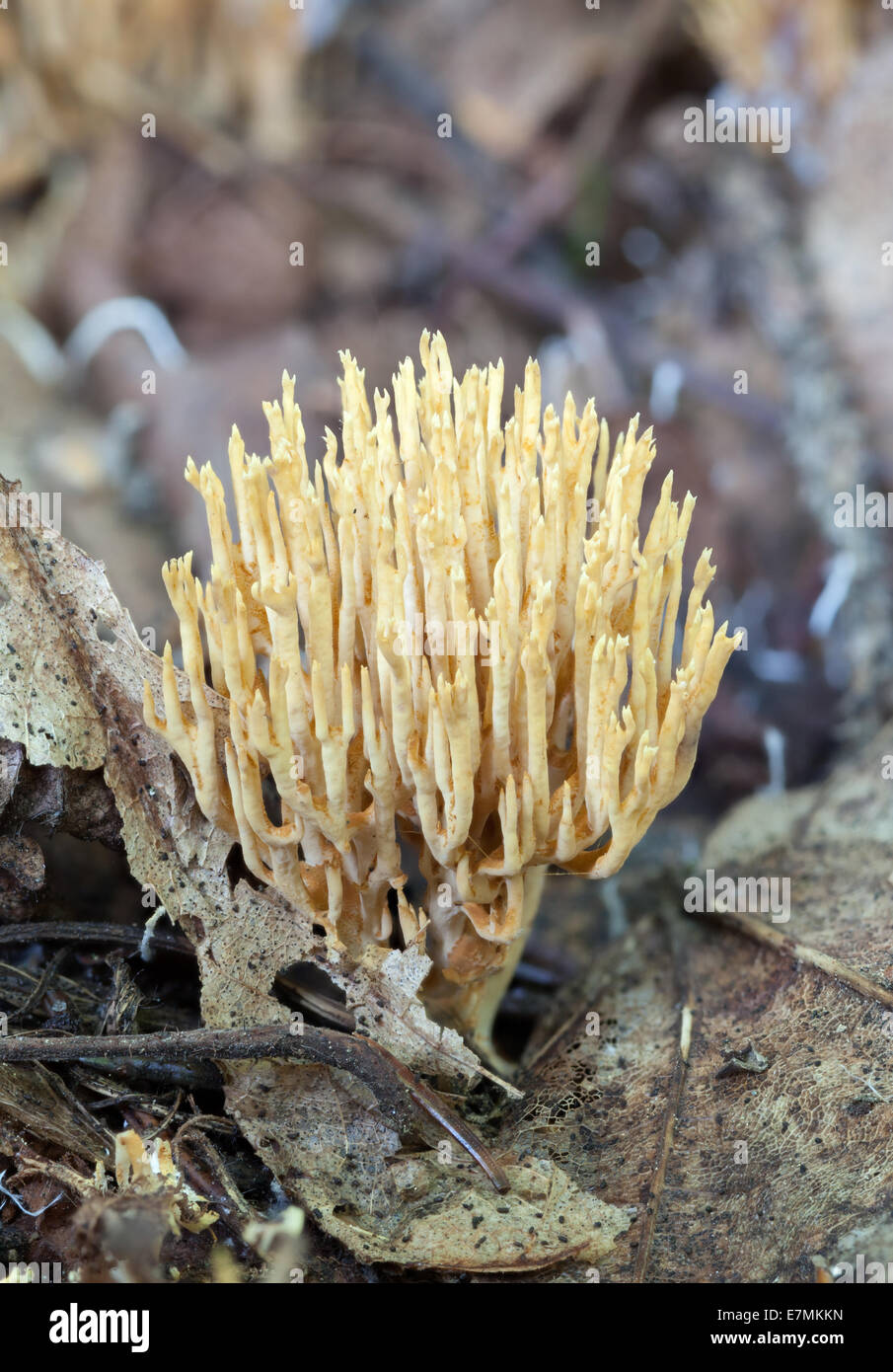 Champignon de corail à crête Banque D'Images