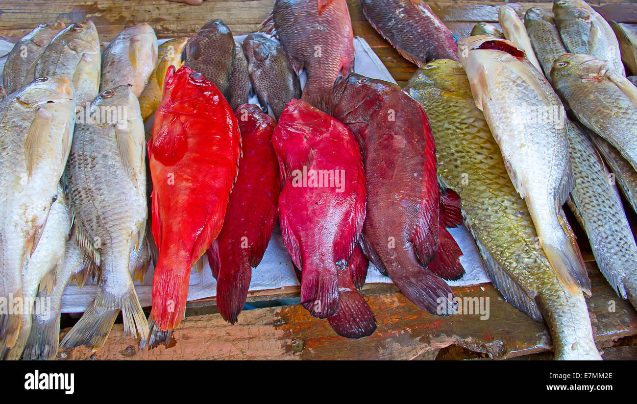 Le poisson frais sur le marché aux poissons de Maputo Banque D'Images