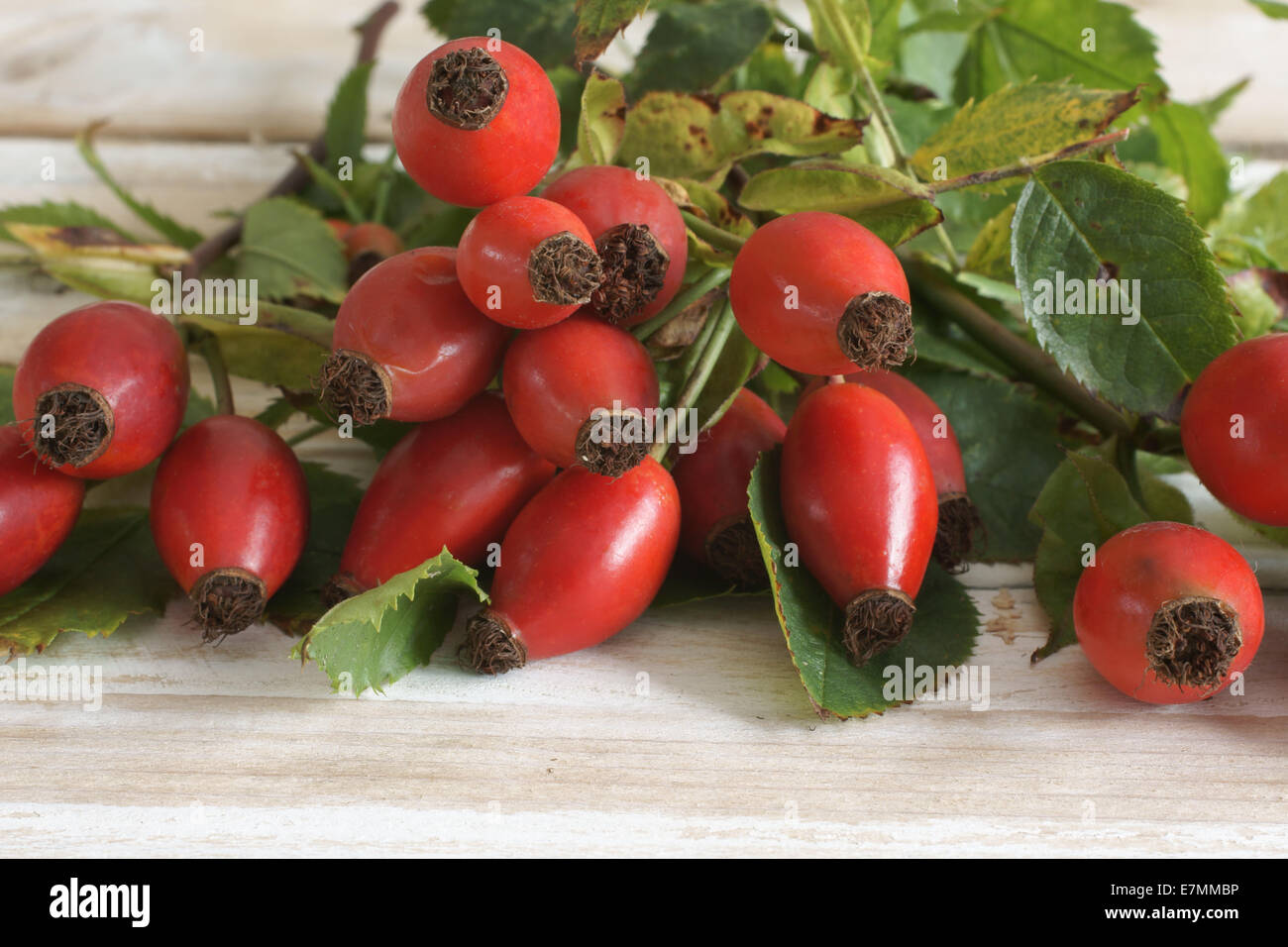 Aussi connu sous le nom d'églantier rose haw fruit de l'églantine Banque D'Images