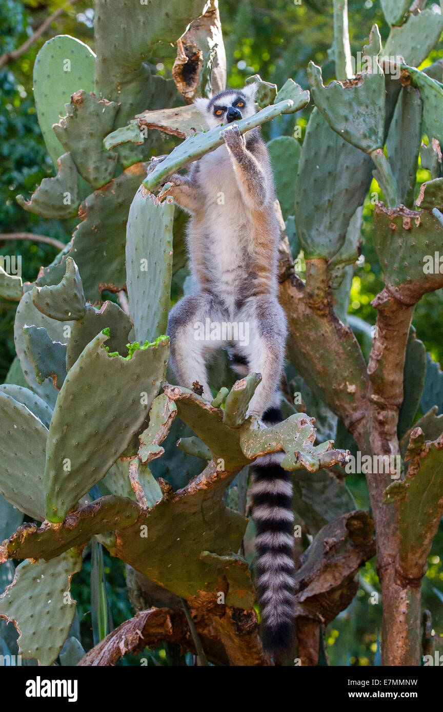 Un Ring-Tailed Lemur manger un cactus Banque D'Images