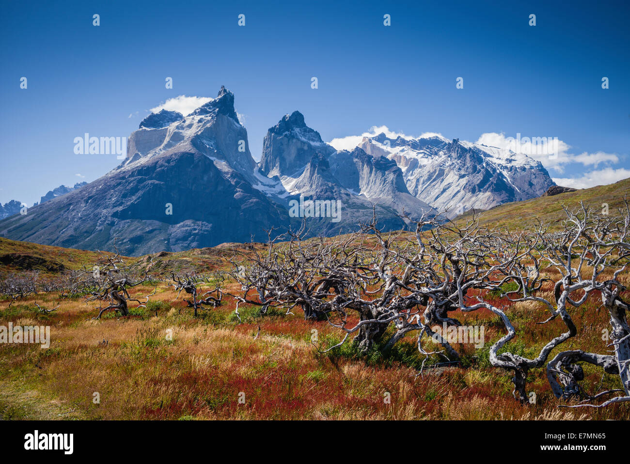 La forêt fantôme, parc national Torres del Paine. Banque D'Images