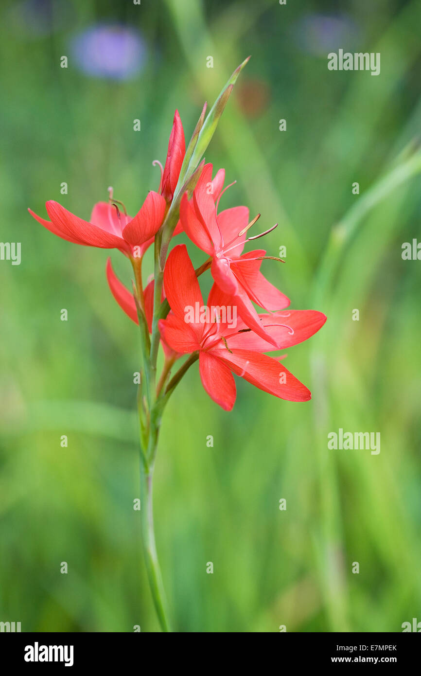 Hesperantha coccinea 'Majeur'. Drapeau rouge fleurs lily. Banque D'Images