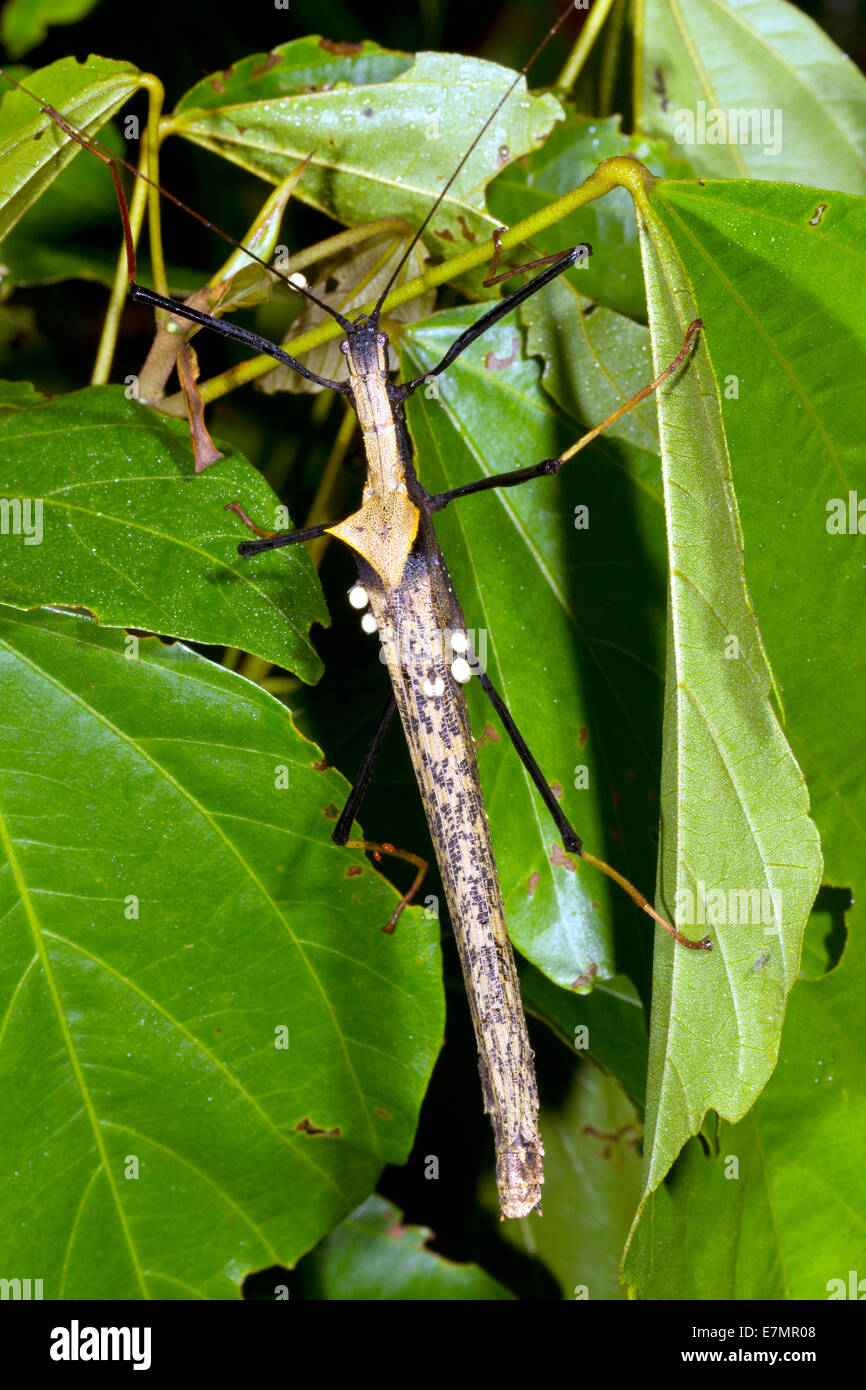 Phasme amazonien (Pseudophasma bispinosa) dans la végétation de la forêt tropicale, la nuit, de l'Équateur. Banque D'Images