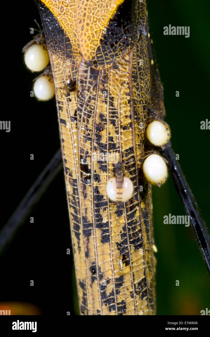 Phasme amazonien (Pseudophasma bispinosa) avec joint ectoparasites de diptères. Banque D'Images
