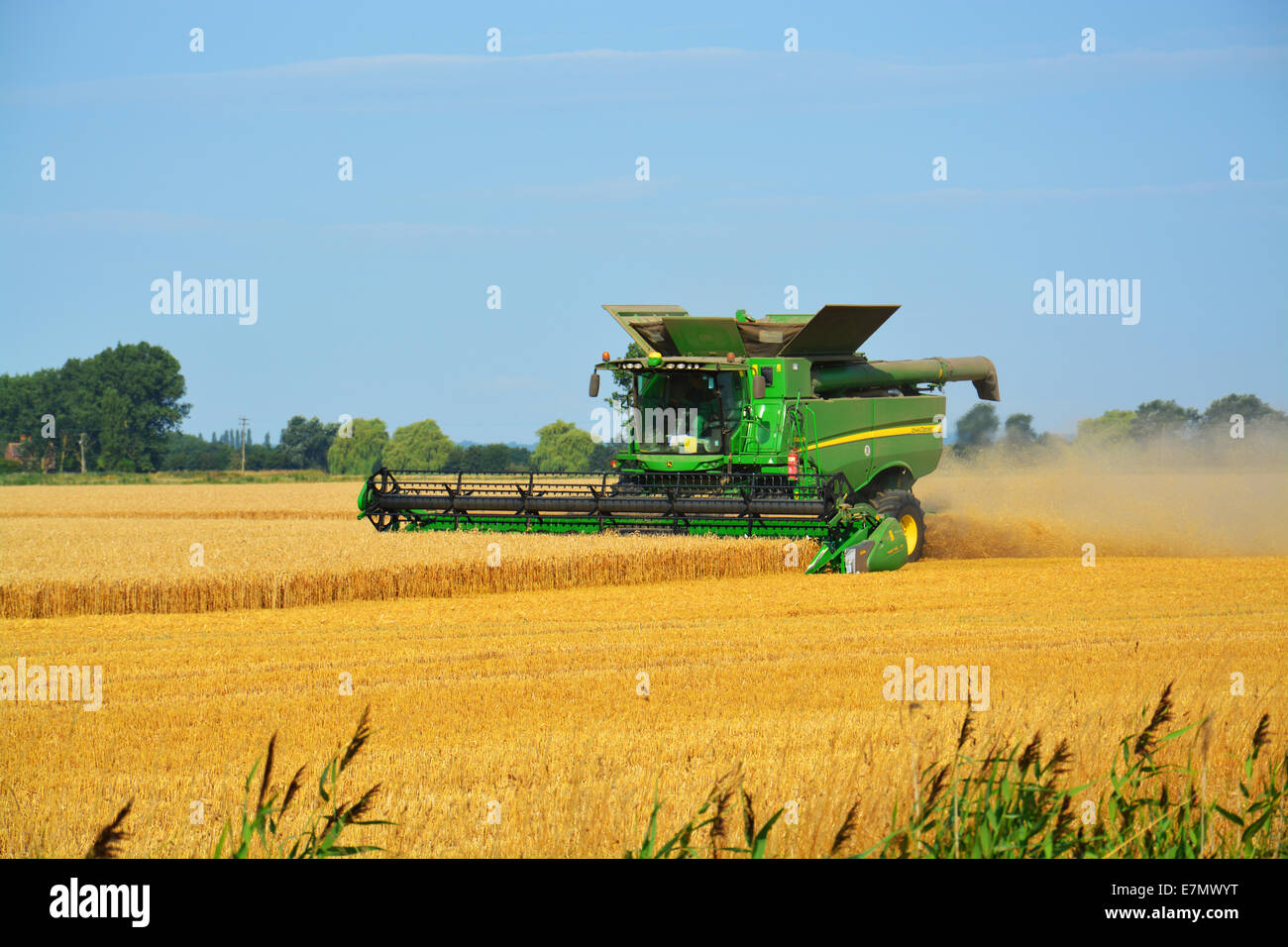Collecte de moissonneuse-batteuse sous maïs grand bleu ciel Fenland Banque D'Images