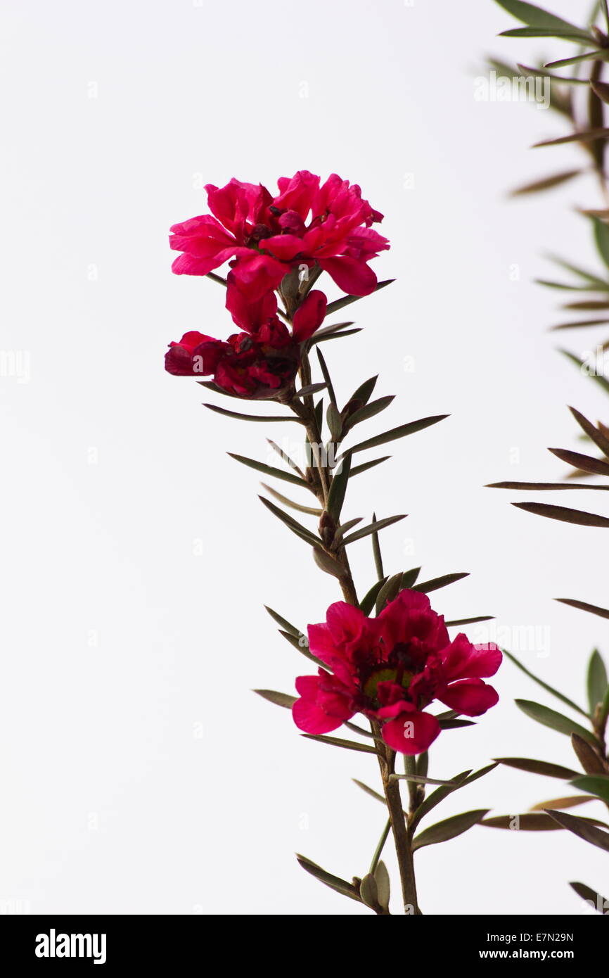 Bush manuka (Leptospermum scoparium) fleurs Banque D'Images