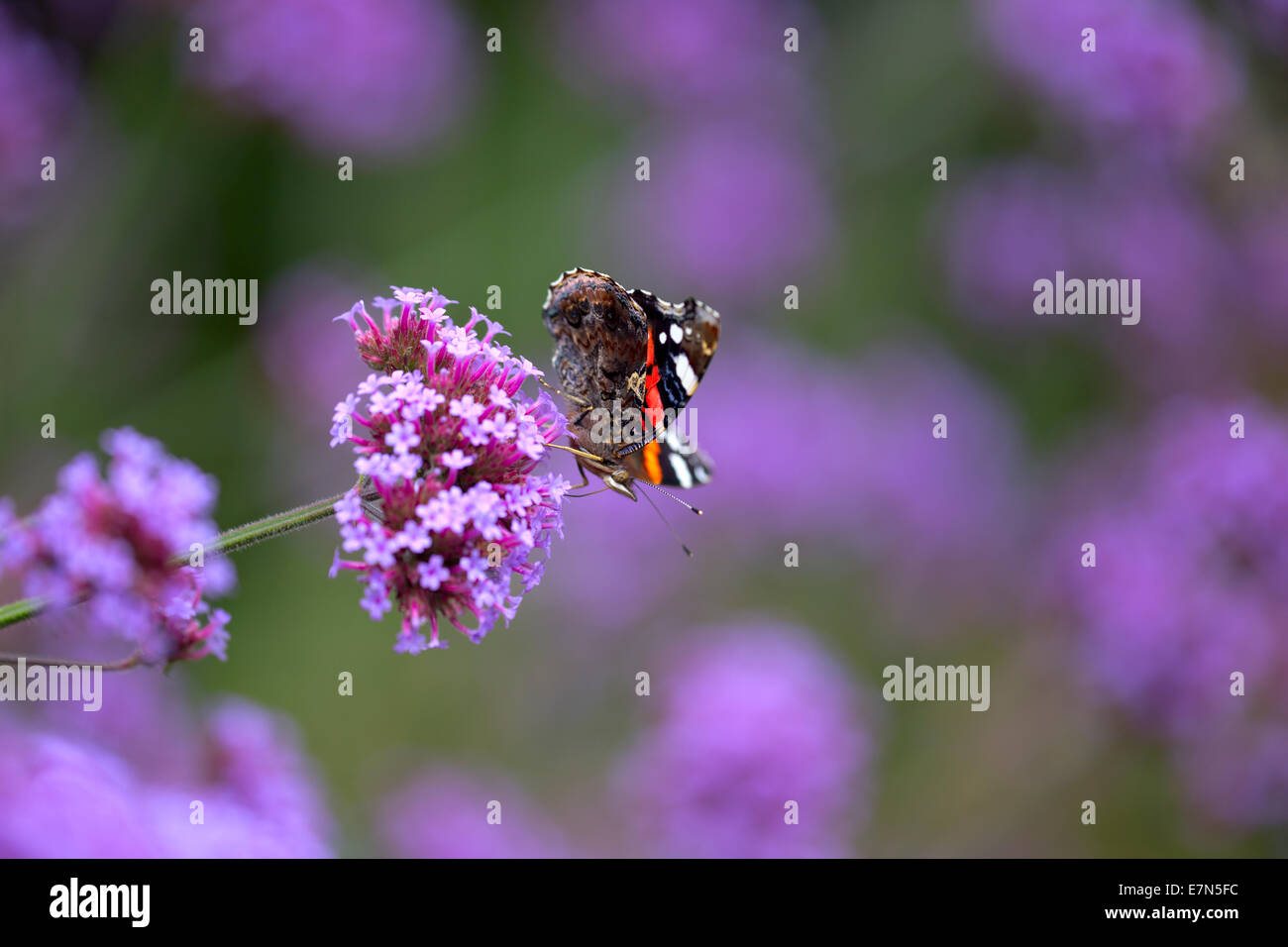 L'amiral rouge alimentation papillon sur les fleurs violettes, Morrab jardins subtropicaux, Penzance, Cornwall, England, UK. Banque D'Images