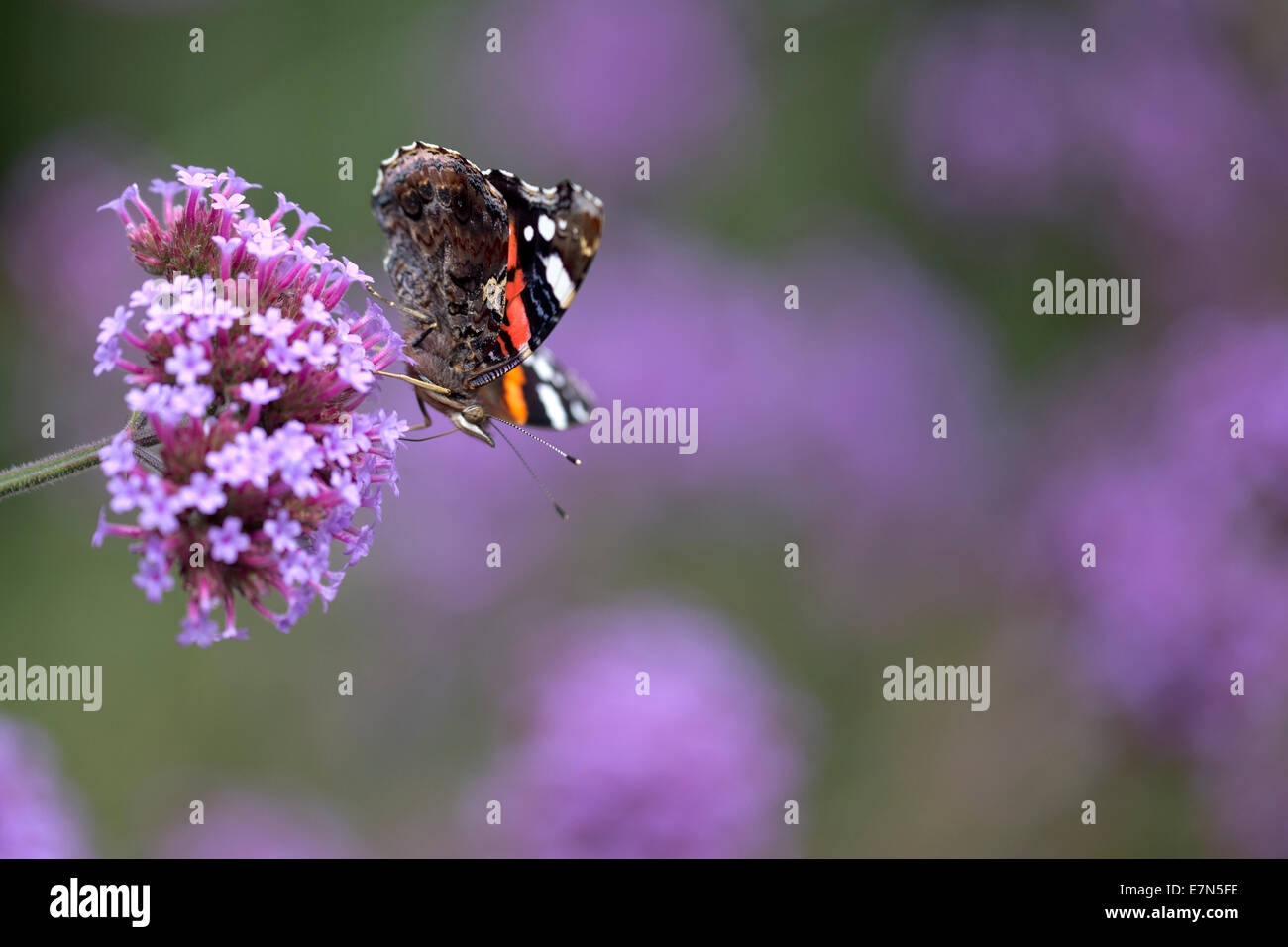 L'amiral rouge alimentation papillon sur les fleurs violettes, Morrab jardins subtropicaux, Penzance, Cornwall, England, UK. Banque D'Images