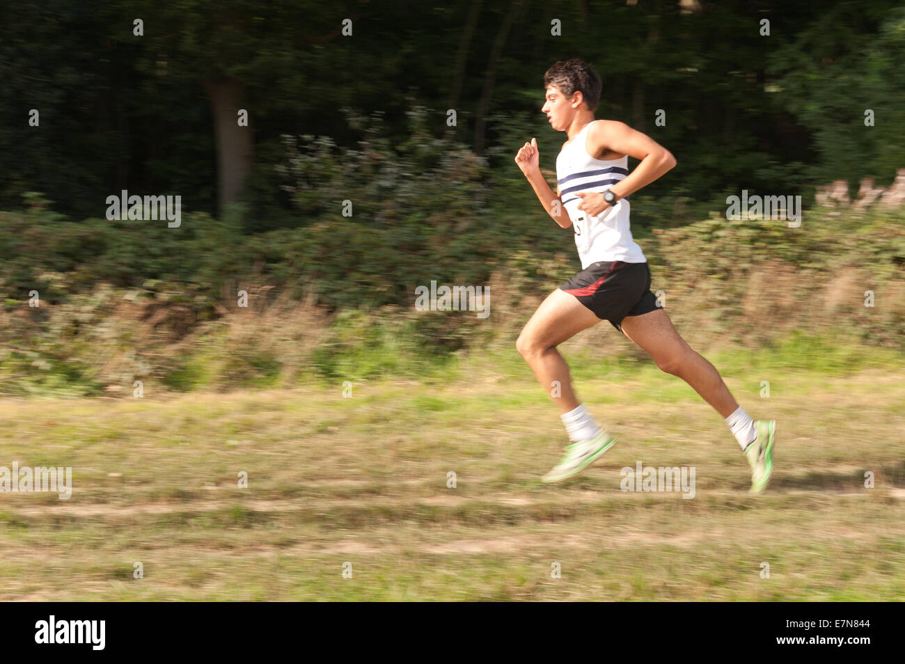 Fréquence de stimulation et marchant très important dans une course de cross-country les jeunes athlètes masculins concentrée sur la course dans le peloton Banque D'Images Fréquence de stimulation et marchant très important dans une course de cross-country les jeunes athlètes masculins concentrée sur la course dans le peloton Banque D'Images