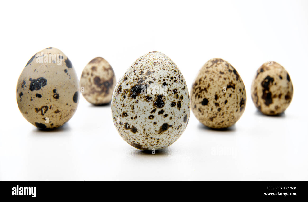 Oeuf de caille on white Banque D'Images