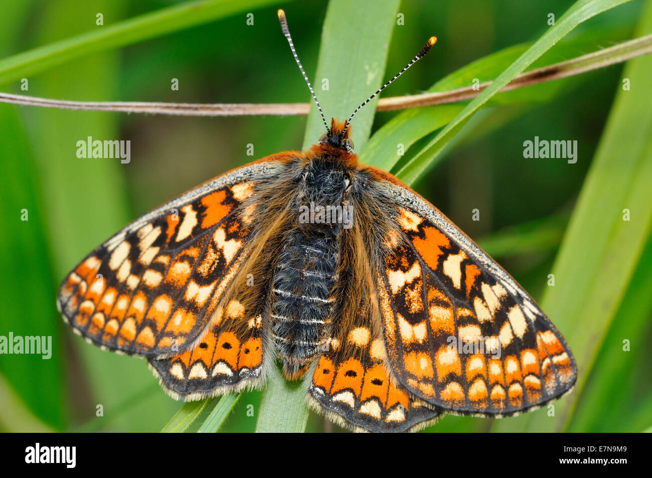 Marsh Fritillary Butterfly - Eurodryas aurinia ailes ouvrir Banque D'Images