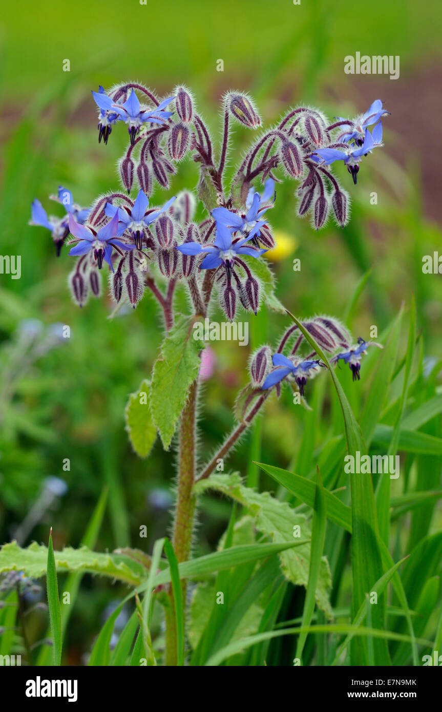 La bourrache - Borago officinalis bleu Rare fleur sauvage Banque D'Images