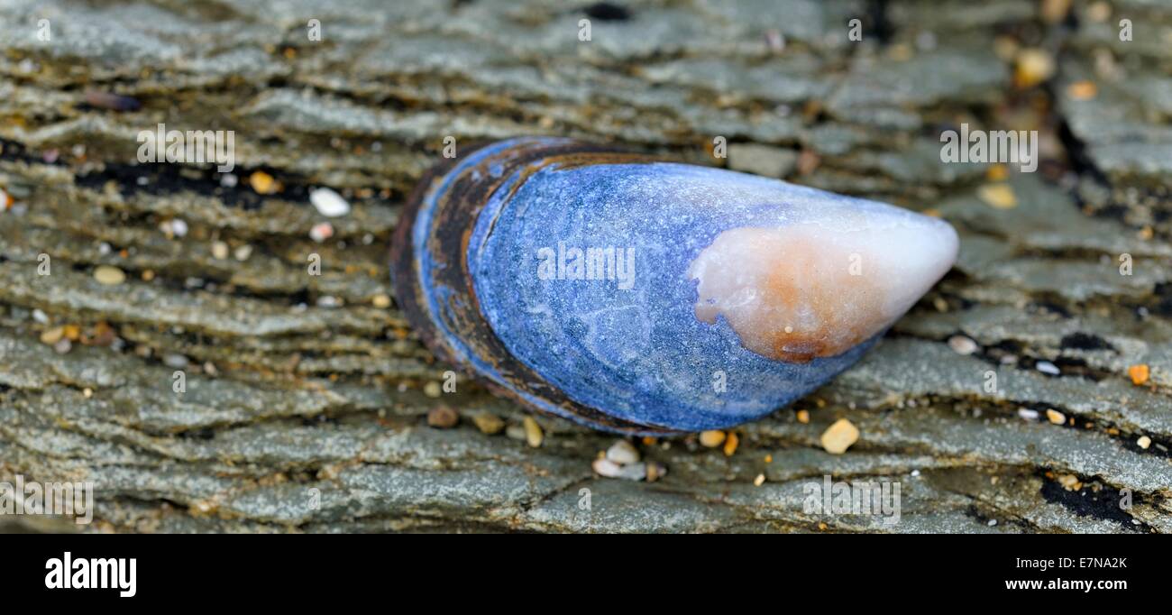 Un petit shell sur une formation rocheuse côtière Newquay Cornwall England uk Banque D'Images