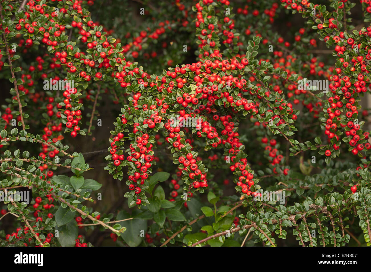 Les lignes de conduite de l'abondance de fruits rouges cottoneaster arbuste un grande source de nourriture pour les oiseaux pendant l'hiver et profondeur de champ Banque D'Images