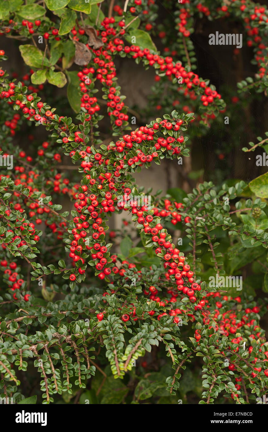 Les lignes de conduite de l'abondance de fruits rouges cottoneaster arbuste un grande source de nourriture pour les oiseaux pendant l'hiver et profondeur de champ Banque D'Images